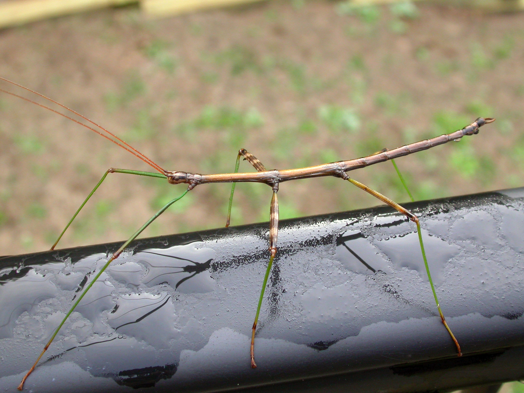 Walking stick